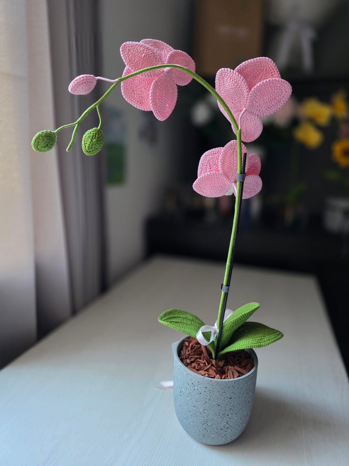 Orchids Sweet Calm
