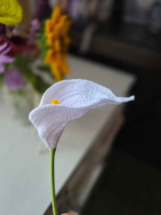 Lirio de Cala Tejida