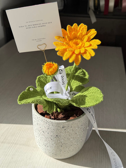 Gerbera Hermosa Primavera (S/189.00 soles)
