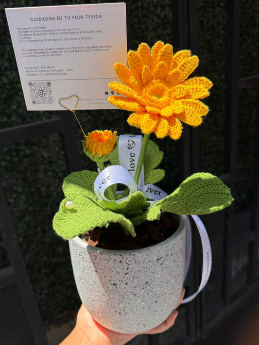 Gerbera Hermosa Primavera (S/189.00 soles)